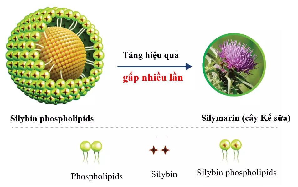 Đột phá mới giúp cải thiện các triệu chứng viêm gan nhờ hoạt chất Silybin phospholipid có trong Ganliver - 2