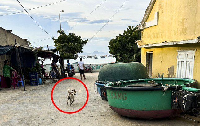 Hình ảnh con chó lao ra cắn du khách do người dân chụp lại được.