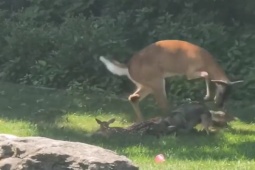 Media - Nai mẹ tung đòn loạn xạ cứu con bị chó hoang truy sát