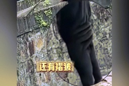 Thế giới - Video: Nghi vấn sở thú ở Trung Quốc dùng người đóng giả gấu "siêu sao"