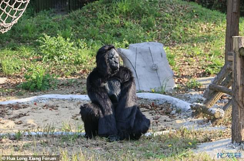 Người đóng giả khỉ đột ở một vườn thú Trung Quốc (ảnh: Daily Mail)