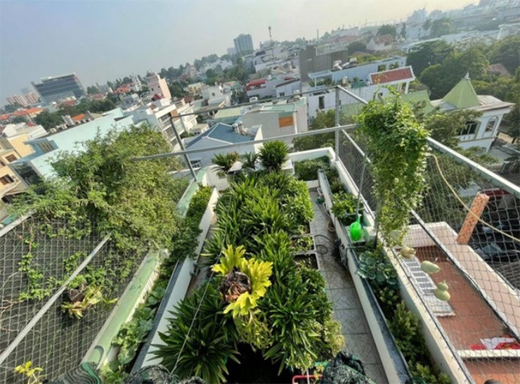 Khu vườn trên sân thượng của gia đình anh Lê Vinh (38 tuổi, đến từ TP. HCM) khiến ai cũng cảm thấy thích thú với vườn rau xanh mướt và những chiếc bể nuôi đầy cá
