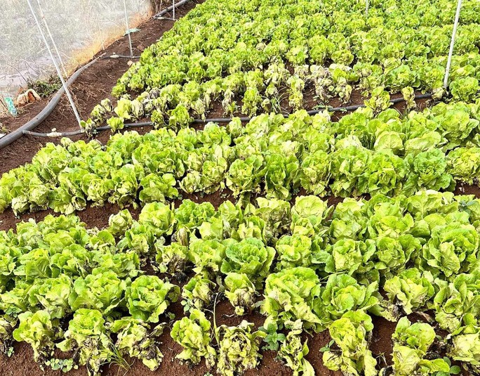 Một vườn xà lách tại tỉnh Lâm Đồng bị thiệt hại do mưa lớn