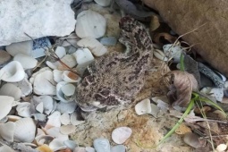 Media - Vì sao đầu rắn bị chặt đứt vẫn có thể cắn?