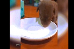 Clip hài hước - Cơn buồn ngủ ập đến khiến thú cưng "đỡ không nổi"