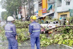 Thoát nạn trong gang tấc khi thấy cành cây cổ thụ sắp gãy xuống đường