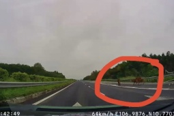 Tin tức trong ngày - CLIP: Giật mình đàn bò đi trên cao tốc TP HCM - Long Thành - Dầu Giây