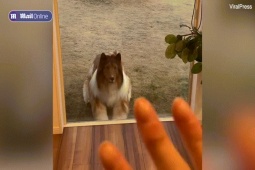 Phi thường - kỳ quặc - Người đàn ông chi hơn 300 triệu đồng để "hóa thân" làm chó