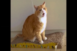 Clip hài hước - Mèo béo luôn miệng kêu đói khiến dân mạng cười ngất