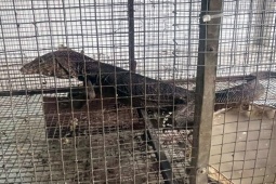 Tin tức trong ngày - Bán kỳ đà, 2 vợ chồng bị phạt đến hơn nửa tỉ đồng