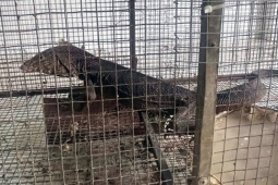 Tin tức trong ngày - Bán kỳ đà, 2 vợ chồng bị phạt đến hơn nửa tỉ đồng