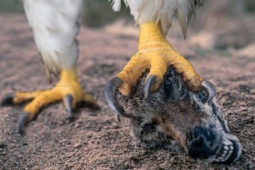 Media - Đại bàng vàng rượt đuổi, tung đòn kết liễu sói xám đang bỏ chạy