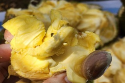 Thị trường - Tiêu dùng - Loại mít kì lạ, bổ ra thơm lừng mùi sầu riêng, giá "chát" vẫn ùn ùn người hỏi mua