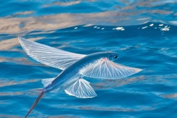 Thị trường - Tiêu dùng - Loài cá lạ bay như chim 60km/h, ở Việt Nam thành đặc sản giá đắt?