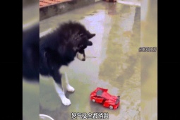 Clip hài hước - Husky được gọi là chó ngáo cũng có lý do cả