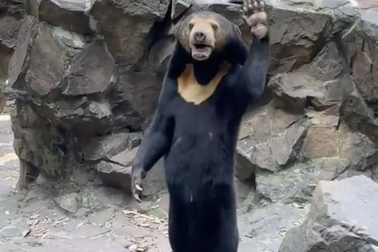Du khách Trung Quốc từ khắp nơi đổ xô tới vườn thú Hàng Châu xem con gấu chó bị nghi là người hóa trang.