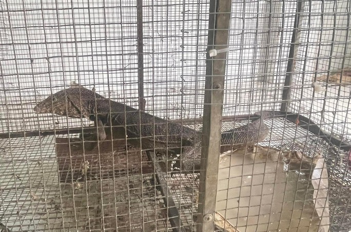 Con kỳ đà được bàn giao cho Hạt kiểm lâm Châu Đức - Bà Rịa để xử lý theo quy định