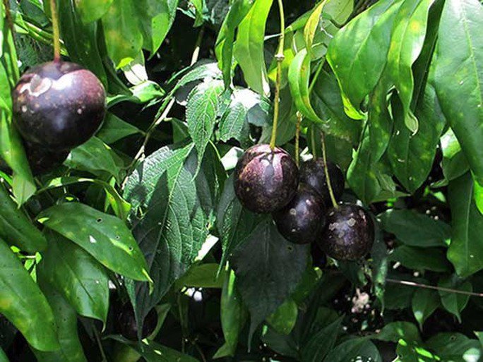 Hình ảnh quả hồng châu