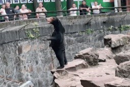 Nghi vấn người đóng giả gấu ở vườn thú Trung Quốc: Nhận định của chuyên gia