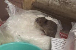Xử phạt quán ăn có con chuột “chễm chệ” trên túi bún
