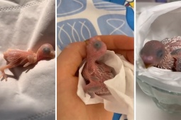 Media - Clip: Hành trình vẹt con cực dễ thương "vỡ trứng" lớn lên trong lòng bàn tay con người