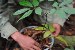 Thị trường - Tiêu dùng - Loại cây là "quốc bảo" của Việt Nam, giá lên tới hàng trăm triệu đồng/kg