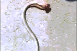 Phi thường - kỳ quặc - Video: Rết đầu đỏ tử chiến với rắn ngay giữa đường và cái kết gây ngỡ ngàng