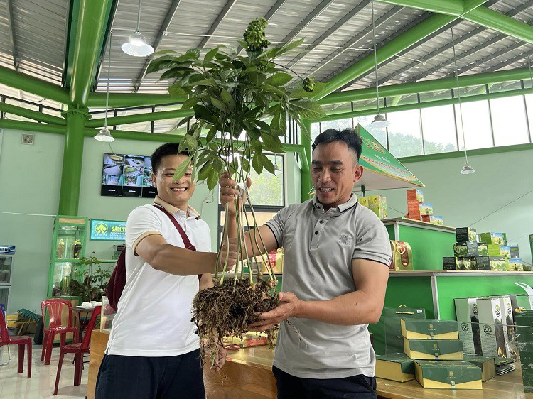 Bất ngờ một cây sâm Ngọc Linh vừa được bán với giá 868 triệu đồng - 1