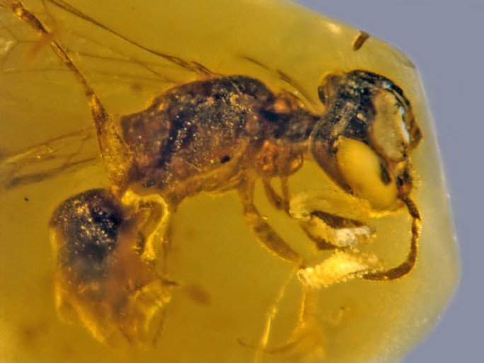 Một con ong 99 triệu năm tuổi được bảo quản nguyên vẹn trong một miếng hổ phách Miến Điện (Myanmar) - Ảnh: ĐẠI HỌC OREGON (MỸ)