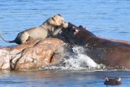 Media - Những cuộc chiến khốc liệt giữa hà mã và "vua đồng cỏ"