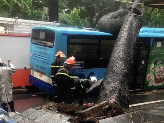 Tin tức trong ngày - Xà cừ bật gốc trong cơn mưa đè lên xe buýt ở Hà Nội