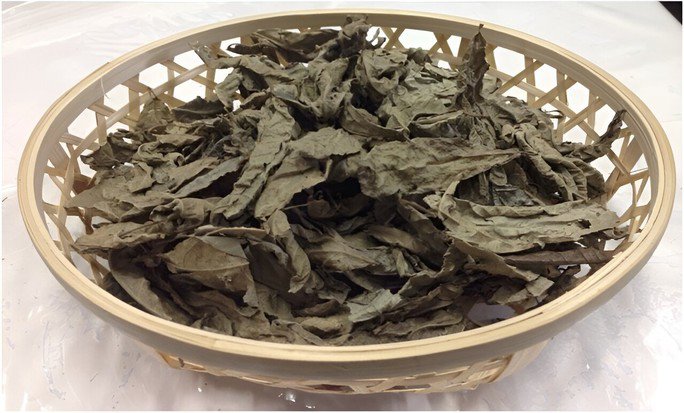 Mallotus furetianus khô được nhiều người Trung Quốc và cả Việt Nam dùng hãm uống như trà - Ảnh minh họa từ MEDICAL XPRESS