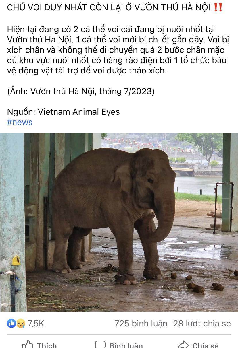Vườn thú Hà Nội nói lý do xích chân 2 con voi dù có hàng rào điện, bác tin thất thiệt - 1
