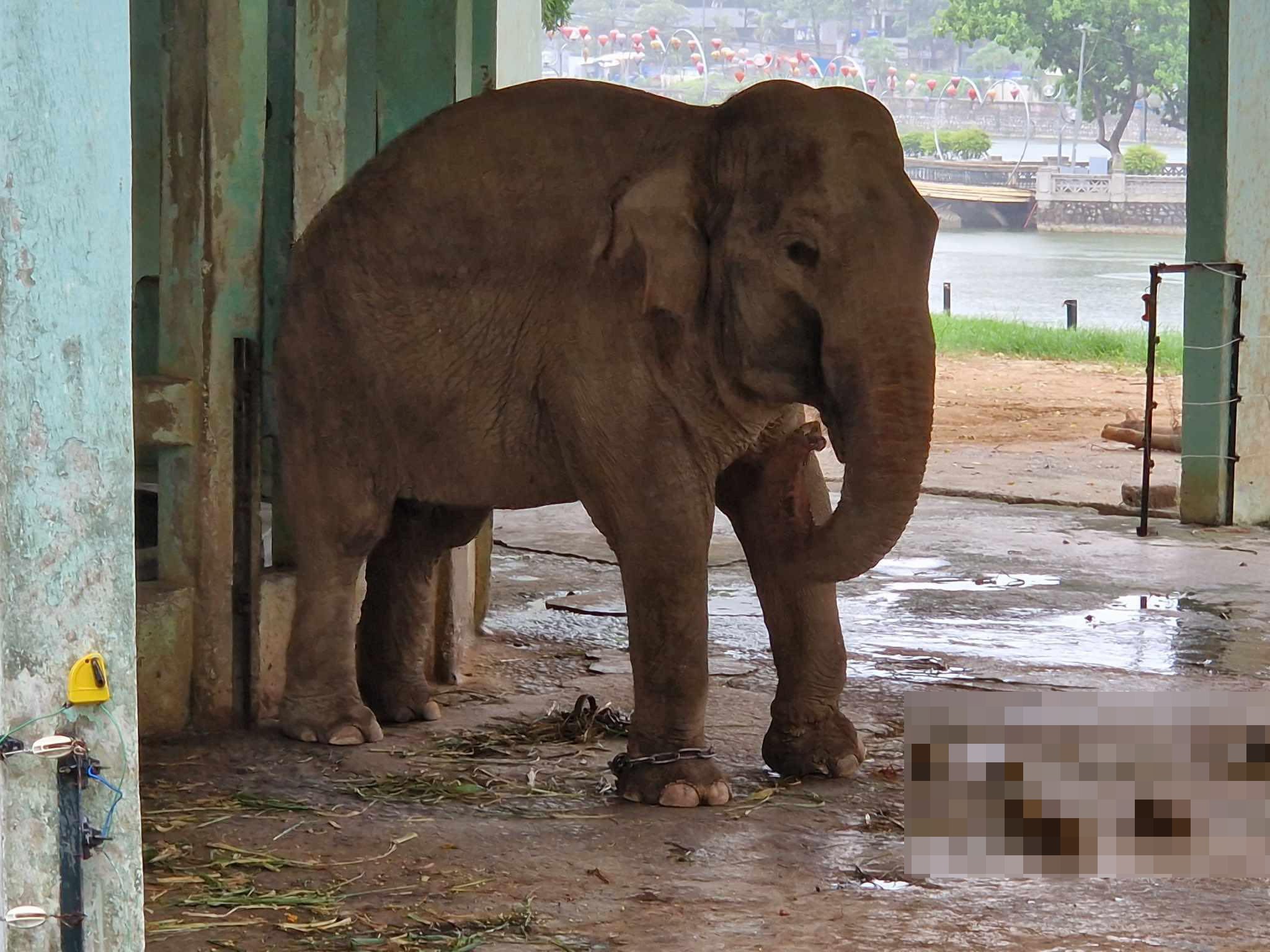 Vườn thú Hà Nội nói lý do xích chân 2 con voi dù có hàng rào điện, bác tin thất thiệt - 2