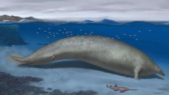Lộ diện loài cá voi cổ đại được cho là lớn nhất lịch sử - 1