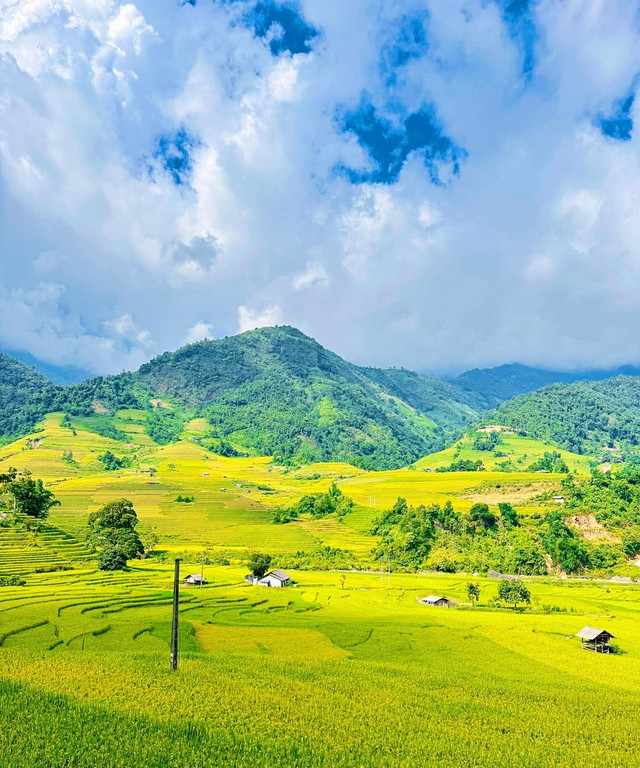 Chiêm ngưỡng "mùa vàng rực rỡ" ở Nậm Cang Sa Pa - 2