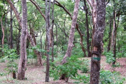 Thị trường - Tiêu dùng - Thứ cây quý như "vàng ròng", ở Việt Nam không hiếm, nhiều người trồng "hốt bạc"