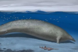 Thế giới - Lộ diện loài cá voi cổ đại được cho là lớn nhất lịch sử