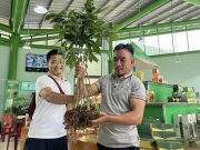 Thị trường - Tiêu dùng - Nóng tuần qua: Một cây sâm Ngọc Linh được bán với giá &quot;khủng&quot;