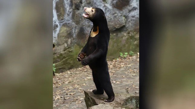 Gấu chó Angela trong vườn thú Hàng Châu đang trở thành tâm điểm chú ý toàn cầu. Ảnh: Vườn thú Hàng Châu.