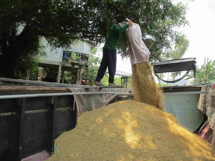 Lo giá gạo tăng ảo, doanh nghiệp không dám ký hợp đồng xuất khẩu - 1