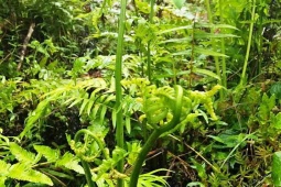 Thị trường - Tiêu dùng - Cây dại mọc tua tủa sau mưa nay hóa "mỏ vàng", dân trồng 1 lần hái bán quanh năm