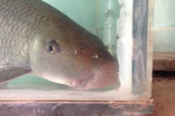 Thị trường - Tiêu dùng - Loài cá chỉ 2 quốc gia có, ở Việt Nam xuất hiện ngàn năm nay, giá tiền triệu/kg