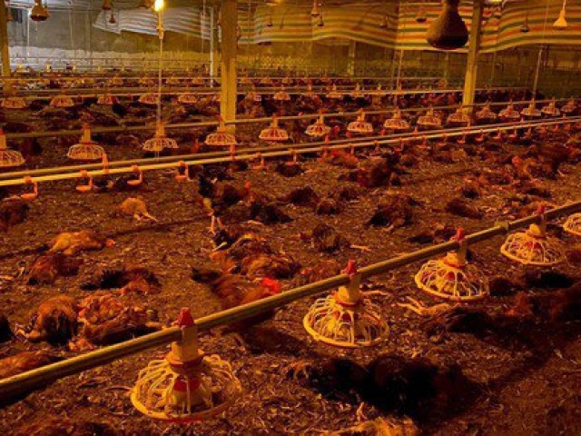 Tin tức trong ngày - Người dân chung tay "giải cứu" gần 10.000 con gà chết ngạt do chập điện