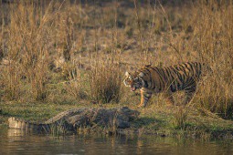 Vật lộn với con mồi dưới nước, hổ bị cá sấu truy sát