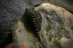 Thị trường - Tiêu dùng - Loài cá lạ có vị đắng, ăn một lần nhớ mãi, dân đồng bằng săn lùng giá 300.000 đồng/kg