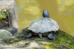 Media - Cách thở kỳ dị của loài rùa