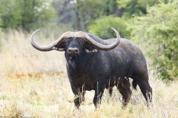 Thị trường - Tiêu dùng - Con trâu giá trăm tỷ, 4 người cùng sở hữu, có gì mà đắt "khủng"?