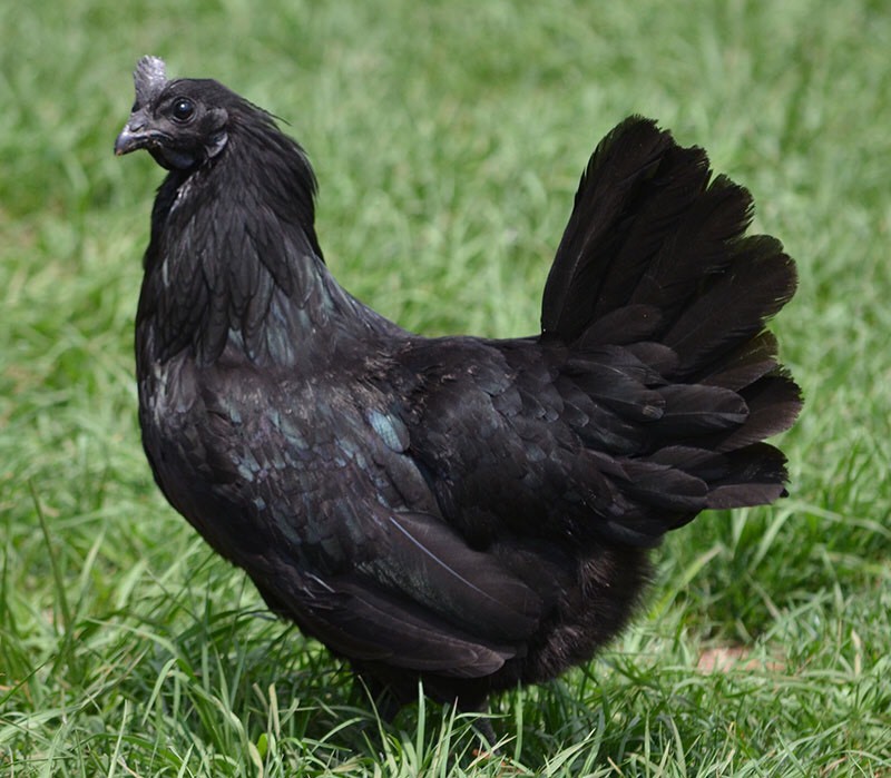 Giống gà kỳ lạ có máu, xương, nội tạng đều màu đen - 3