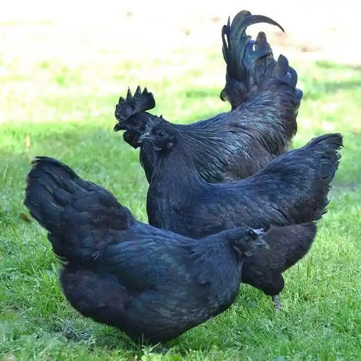Giống gà kỳ lạ có máu, xương, nội tạng đều màu đen - 4